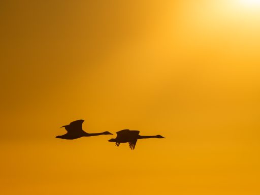 Whooper swans and the sunrise