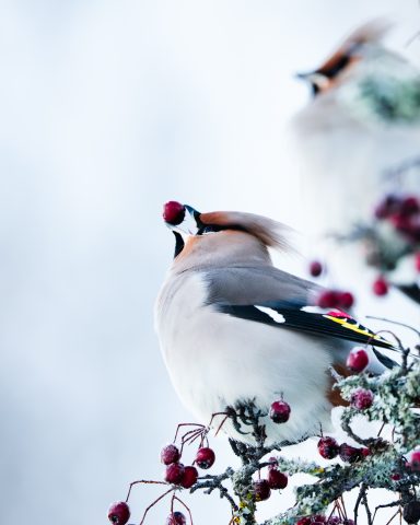 Bohemian waxwings