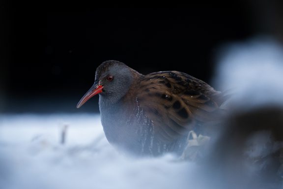 Water rail in snow
